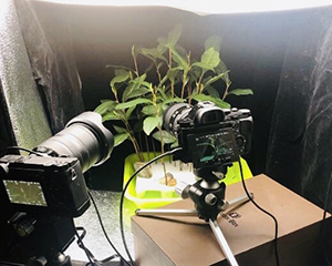 快看！102個小時記錄茶葉花開的故事