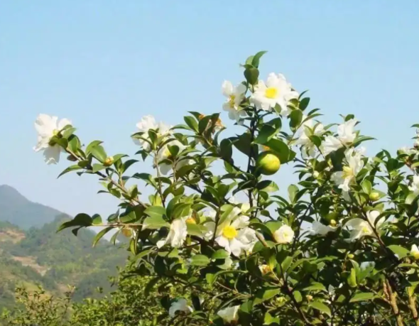 湖南邵陽(yáng)聚力打造“中國(guó)油茶產(chǎn)業(yè)第一大縣”