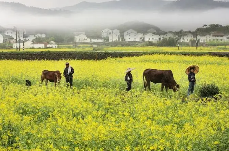 中央一號(hào)文件首提“縣域富民產(chǎn)業(yè)” 如何搶抓機(jī)遇