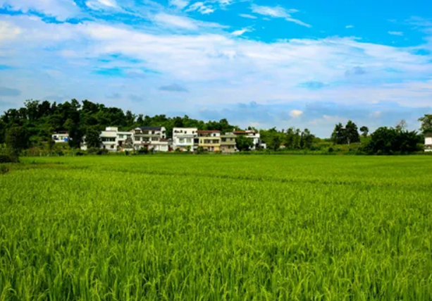 信貸資金支持加碼 農(nóng)業(yè)農(nóng)村投資迎利好