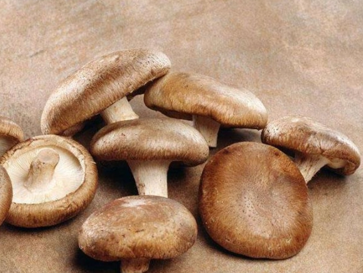 “中國(guó)香菇生產(chǎn)第一大縣”：科技支撐特色品牌