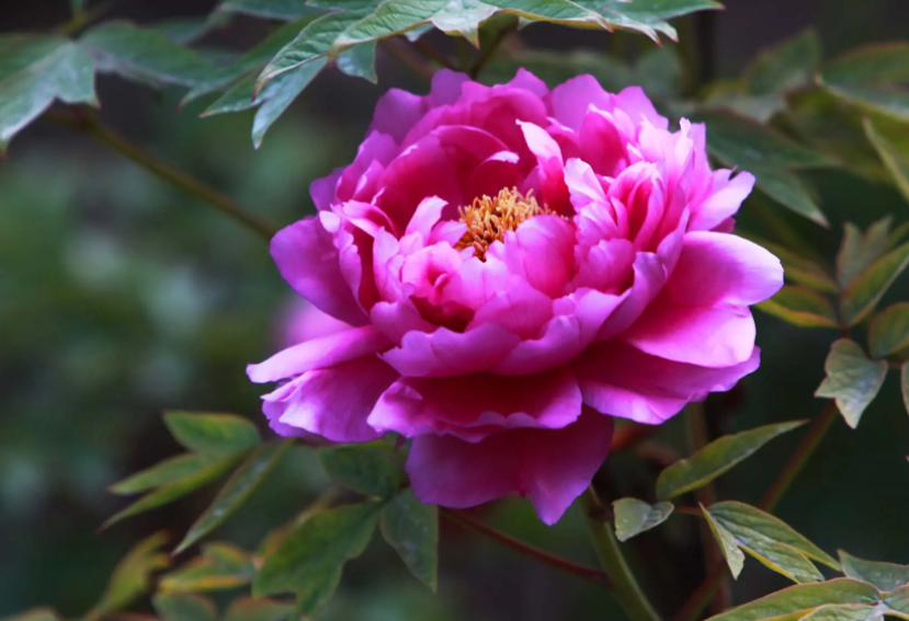 洛陽(yáng)牡丹開(kāi)出產(chǎn)業(yè)之花
