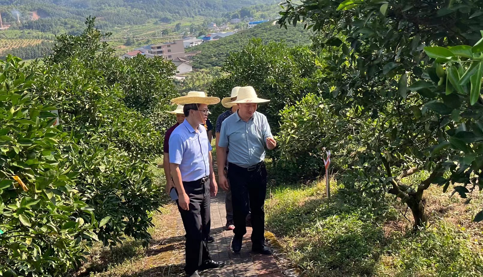 《中國(guó)名牌》調(diào)研懷化柑橘基地，探索冰糖橙產(chǎn)業(yè)復(fù)興路徑