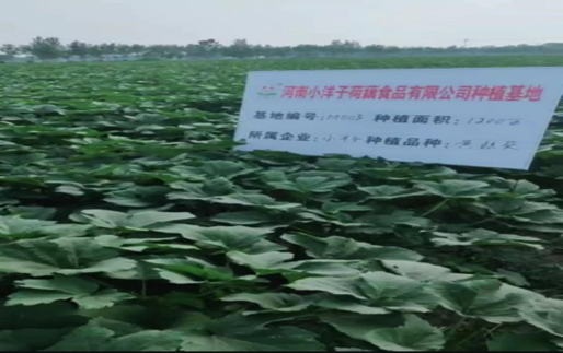 河南范縣果蔬脆片加工企業(yè) 助農(nóng)增收