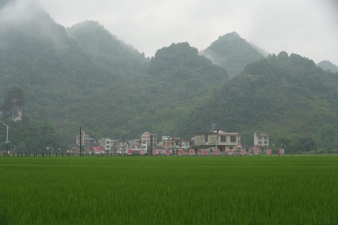 一碗螺螄粉 串起鄉(xiāng)村振興致富鏈