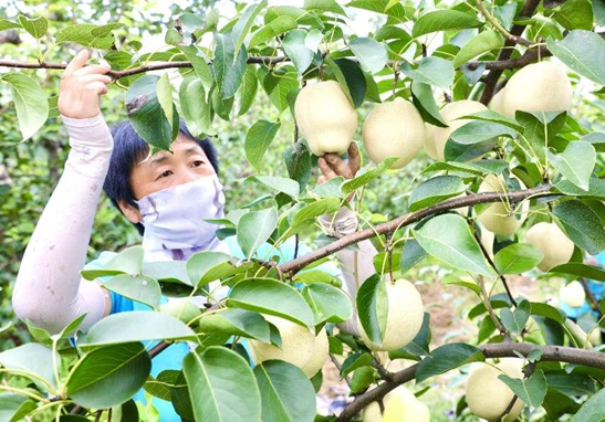 山東冠縣：“新品種+數(shù)字化”賦能梨產(chǎn)業(yè)“優(yōu)果工程”