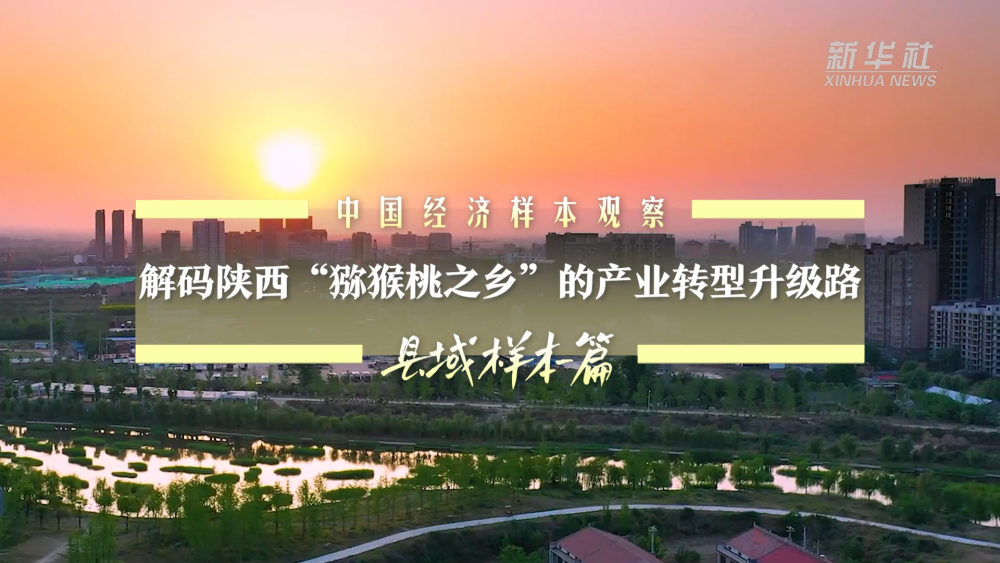 中國經(jīng)濟(jì)樣本觀察·縣域樣本篇丨解碼陜西“獼猴桃之鄉(xiāng)”的產(chǎn)業(yè)轉(zhuǎn)型升級路