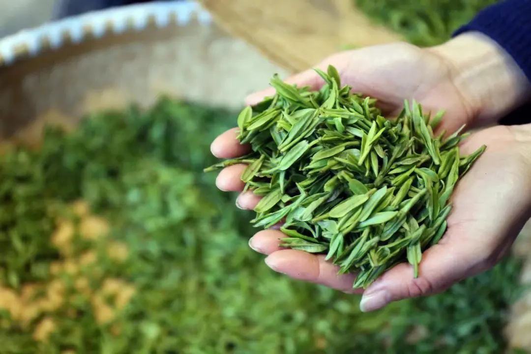 王慶：今年春茶總產(chǎn)量預計在150萬-160萬噸，價格上漲5% 