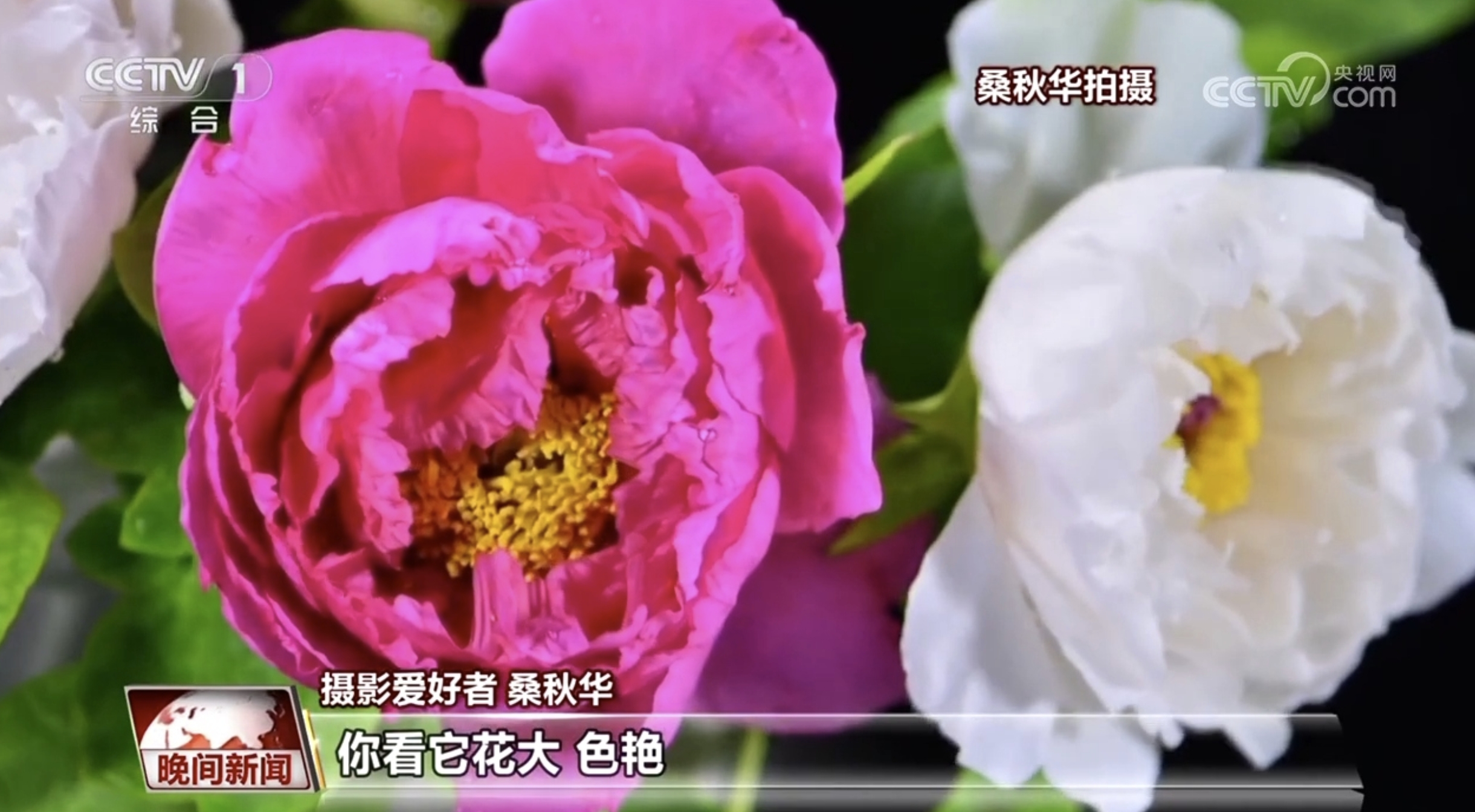 “海棠限定”、“津”日芳華、“低空踏青” 春日儀式感提振消費(fèi)