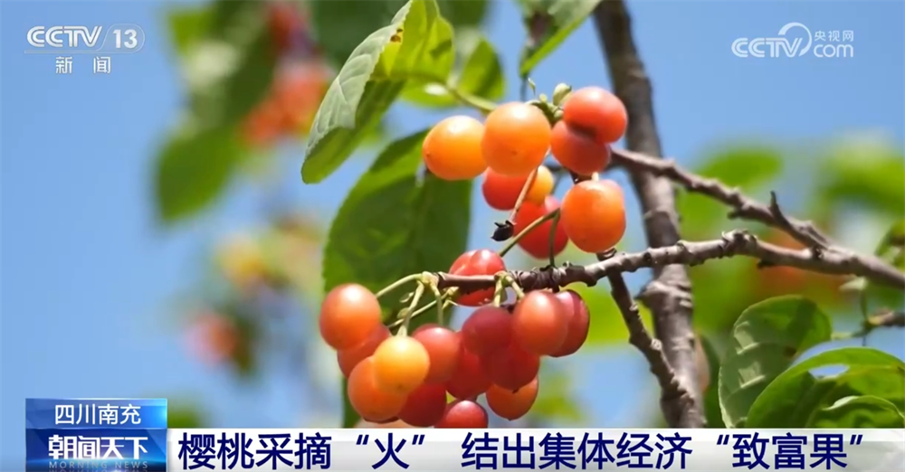 多彩番茄、甜美櫻桃、冷水魚 特色產(chǎn)業(yè)賦能鄉(xiāng)村振興結(jié)出“累累碩果”