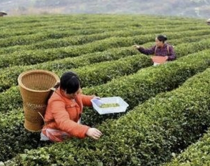 茶果“聯(lián)姻”添綠增收