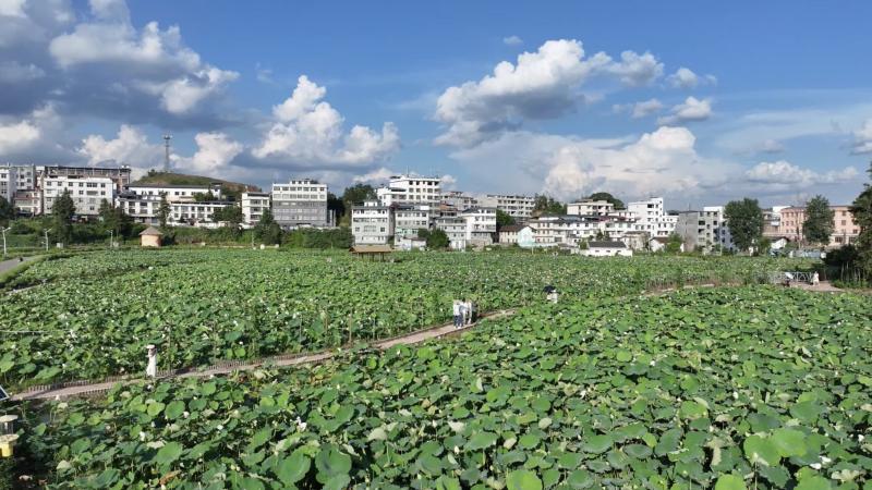 江西石城：十萬(wàn)畝荷花陸續(xù)綻放 美麗經(jīng)濟(jì)助力鄉(xiāng)村振興